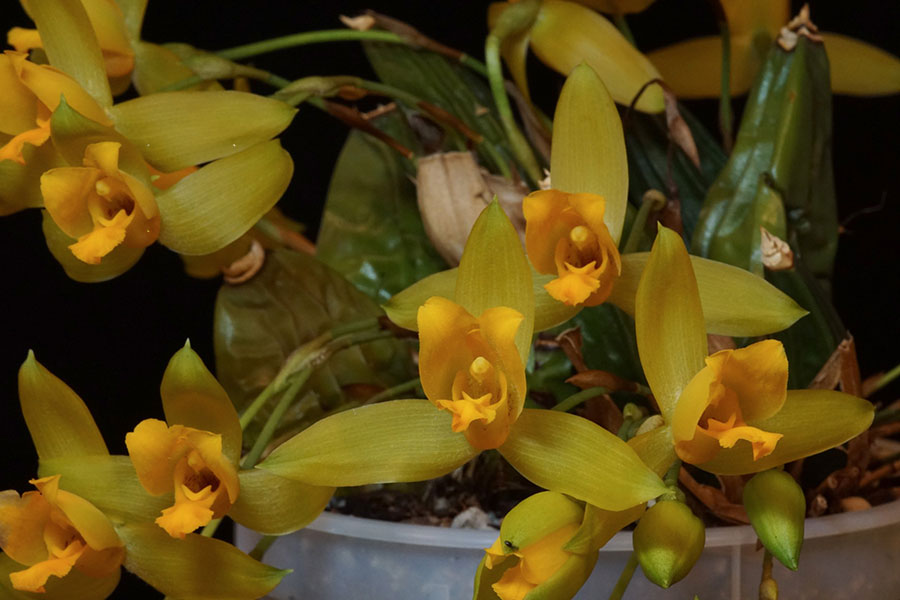 معرفی ارکیده لیکاسته Lycaste Orchids