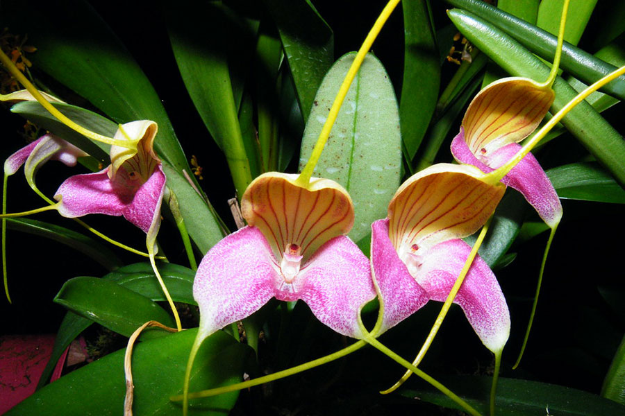 معرفی گل ارکیده(orchid) و شرایط نگهداری آن |گُل‌سِتان