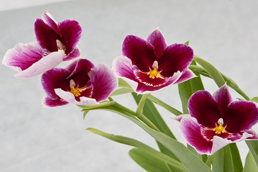 معرفی ارکیده میلتونیا Miltonia Orchids