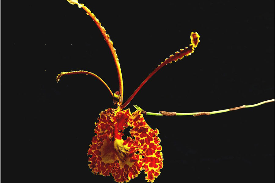 معرفی ارکیده سایچاپسیس Psychopsis Orchids