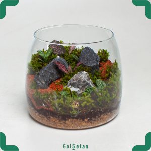 گیاه تراریوم شاتل با درب بسته