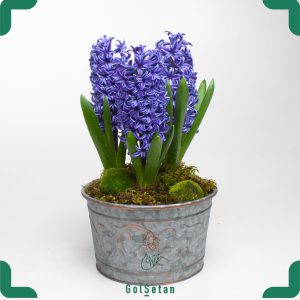 گل سنبل شب عید با گلدان فلزی