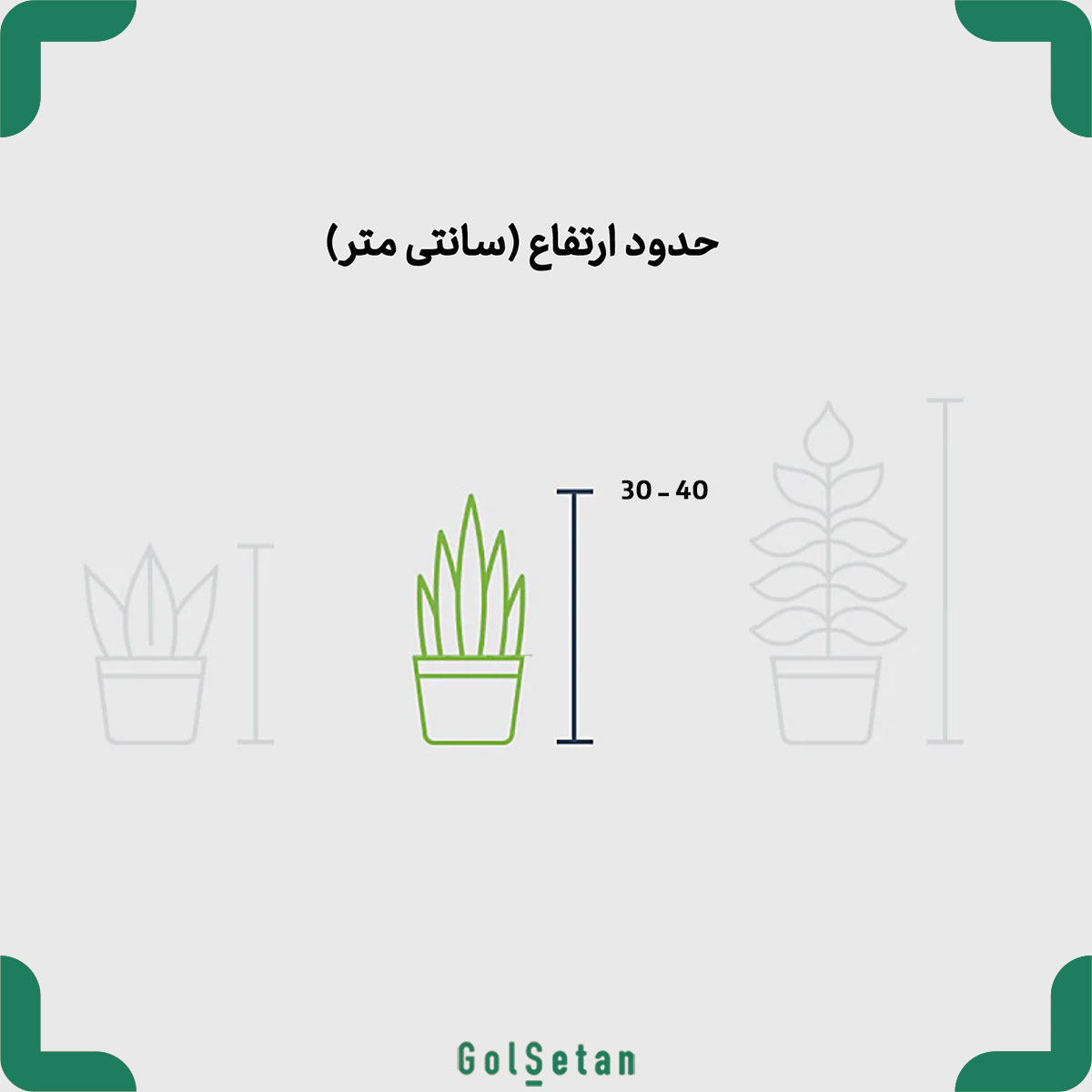 hyacinth-plant-size سایز گل سنبل