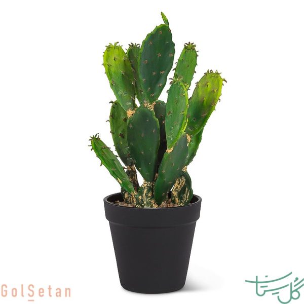 کاکتوس اپونتیا در گلدان Beaver Tail (Opuntia Basilaris)