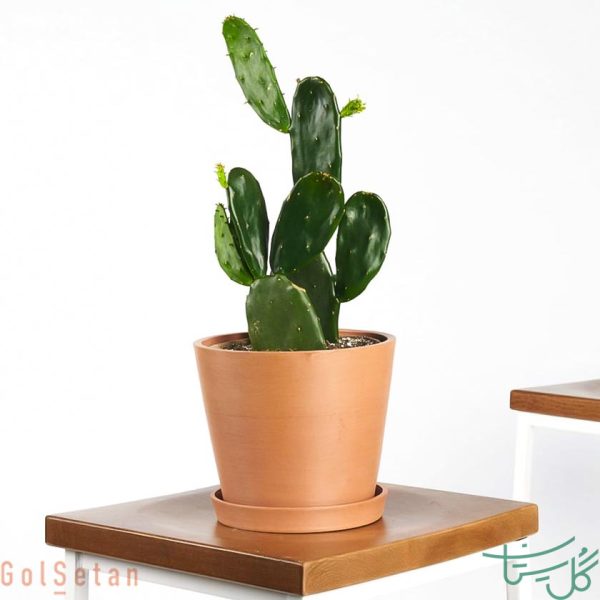 کاکتوس اپونتیا / کاکتوس انجیر هندی Prickly Pear Cactus (Opuntia spp)