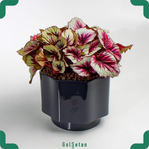 بگونیا رکس سرخابی در گلدان سرامیک