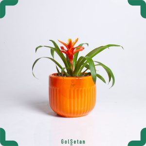 گازمانیا آناناسی نارنجی