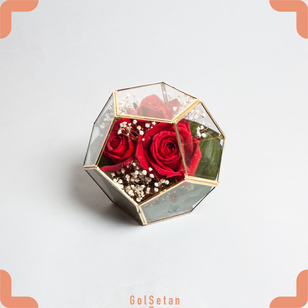 gypsophila-roze-terrarium-box تراریوم گل رز و عروس با نام کندوی رز و عروس