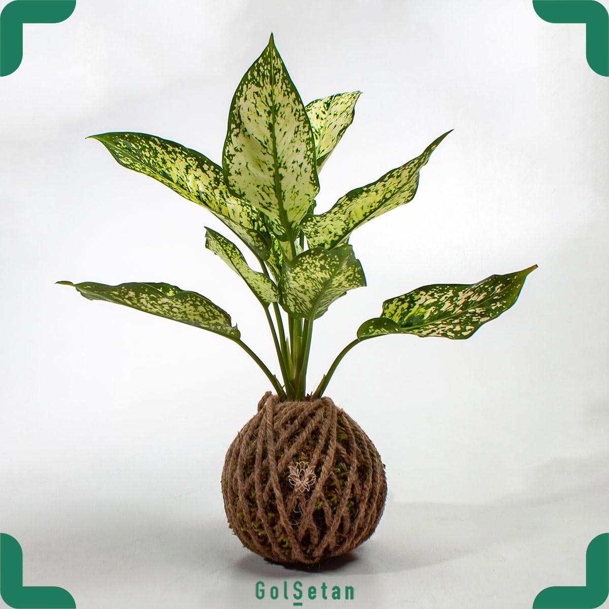 kokdama-aglaonema-pot گیاه کوکداما آگلونما هلندی