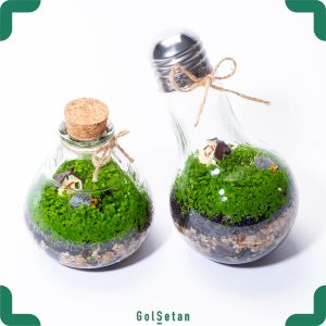 ست دوتایی تراریوم مونت کارلو لامپ کج و کوزه ای