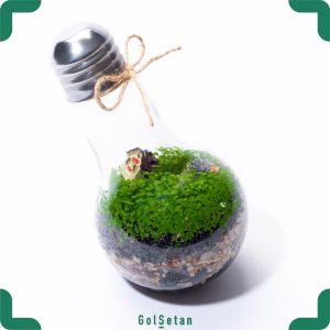 تراریوم حبابی کج مونت کارلو زیبا و ارزان