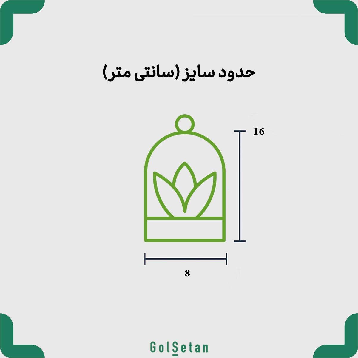 montecarlo-curved-terrarium-size سایز تراریوم حبابی کج مونت کارلو
