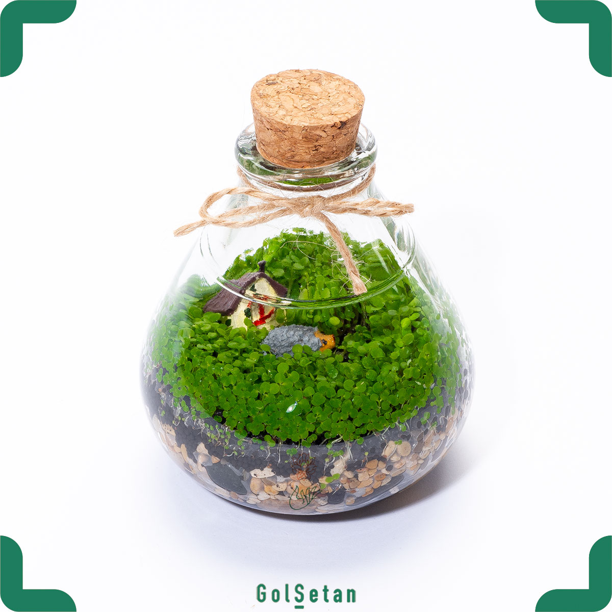 montecarlo-terrarium-acrimal تراریوم مونت کارلو اشکی