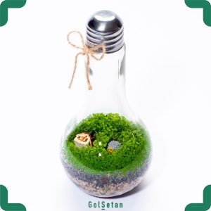 تراریوم حبابی چمن مونت کارلو زیبا و کوچک