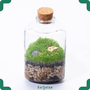 تراریوم مثلثی چمن مونت کارلو زیبا و خاص