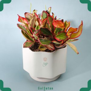 برگ قاشقی هلندی در گلدان سرامیک سفید