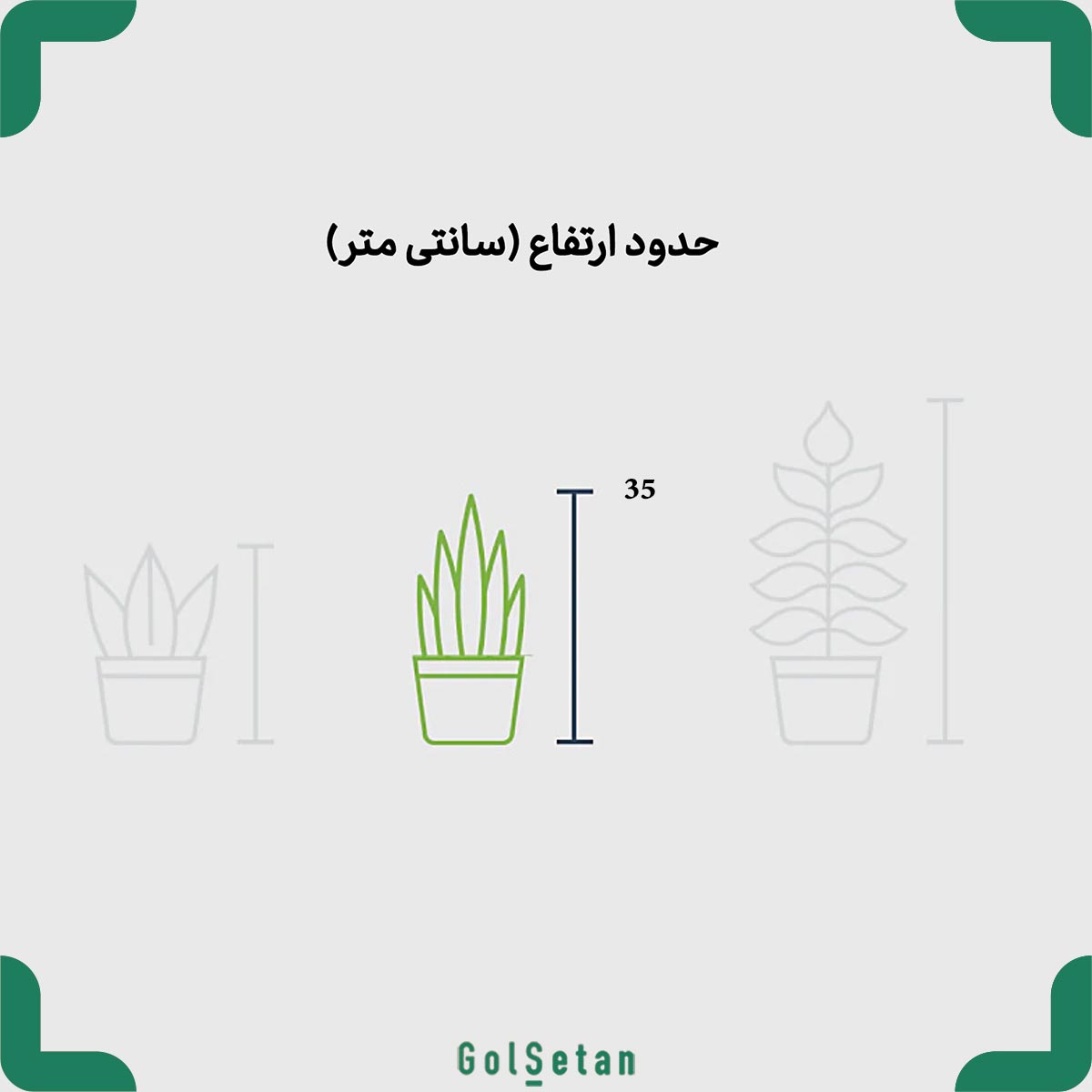 sansevieria-cylindrica-black-in-concrete-pot-size سایز سانسوریا نیزه ای سیاه (مشکی) با گلدان بتنی