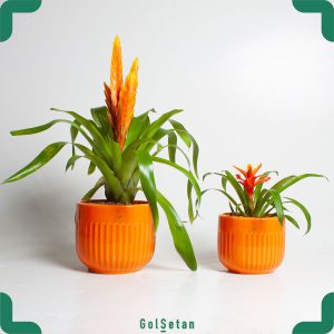 ست دو تایی وریزیا و گازمانیا آناناسی نارنجی