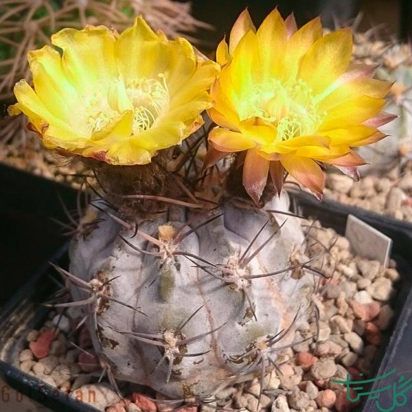 آکانتوکالیسیوم گلاسیوم Acanthocalycium glaucum