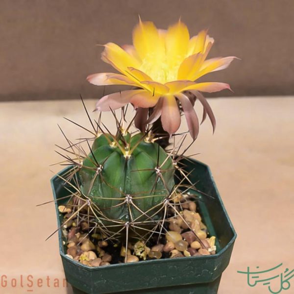 آکانتوکالیسیوم تیونانتوم Acanthocalycium thionanthum