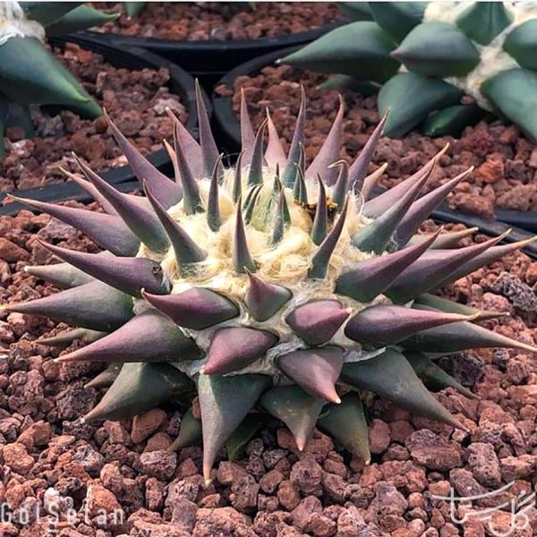 آریوکارپوس کنفوسیوس Ariocarpus confusus