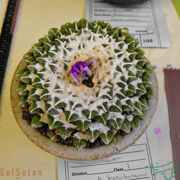 آریوکارپوس الفانتیدنس Ariocarpus kotschoubeyanus susp. Elephantidens