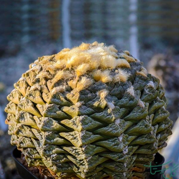 آریوکارپوس لوییدی Ariocarpus lloydii
