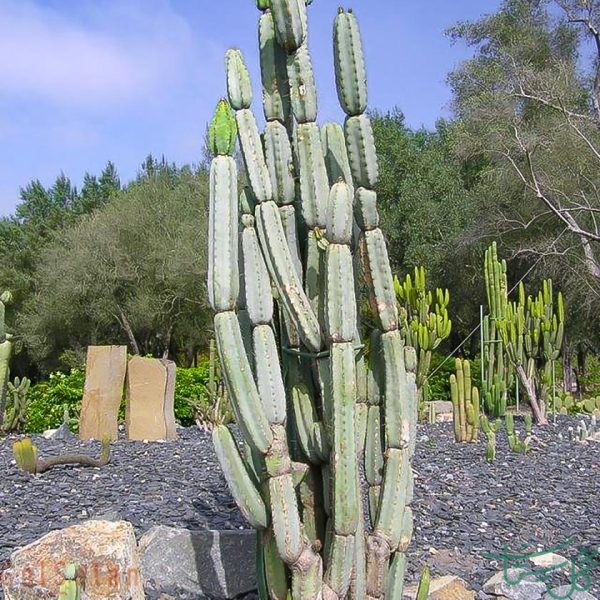 آرماتوکریوس الیگوگونوس Armatocereus oligogonus