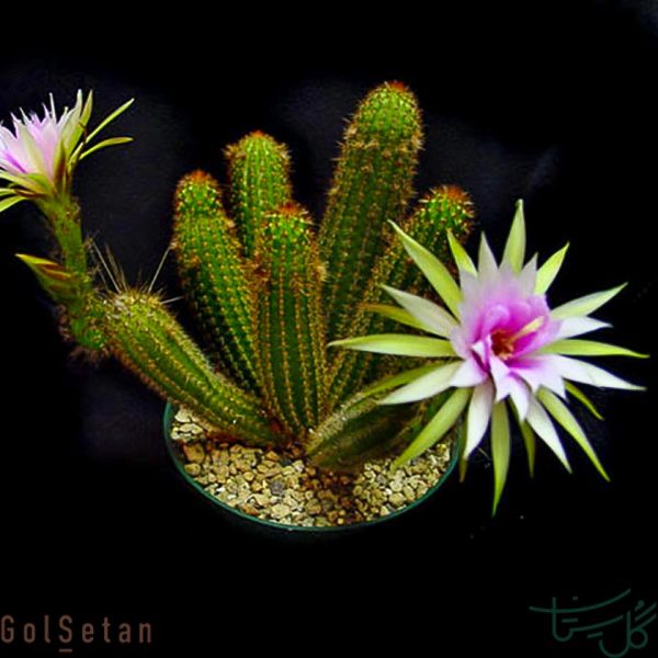 آرتروسرئوس روندونیانوس Arthrocereus rondonianus