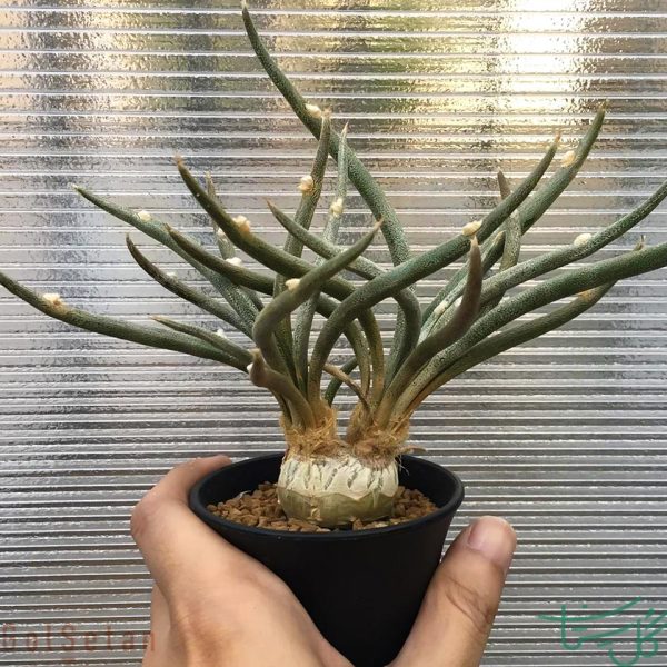آستروفیتوم کاپوت مدوسا Astrophytum caput-medusae