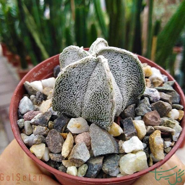 آستروفیتوم کلاه اسقفی Astrophytum coahuilense