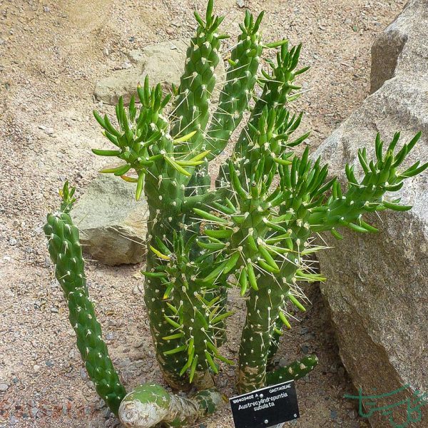 آستروسیلندر آپونتیا سوبولاتا Austrocylindropuntia exaltata