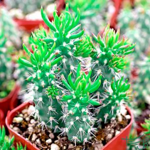 ستروسیلندر آپونتیا شفری Austrocylindropuntia shaferi