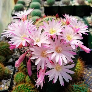 ربوتیا Aylostera narvaecensis