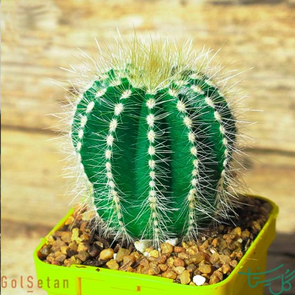 پارودیا مگنیفیکا / توپی/ اچینو Ball Cactus (Parodia Magnifica)