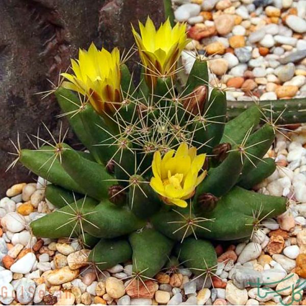 آشیانه پرنده Bird's nest cactus (Mammillaria Logimamma)