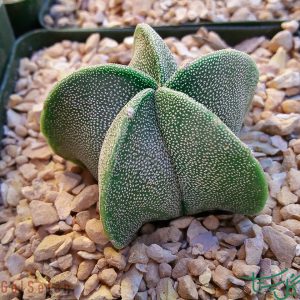 کلاه اسقفی Bishop's Miter (Astrophytum Myriostigma)