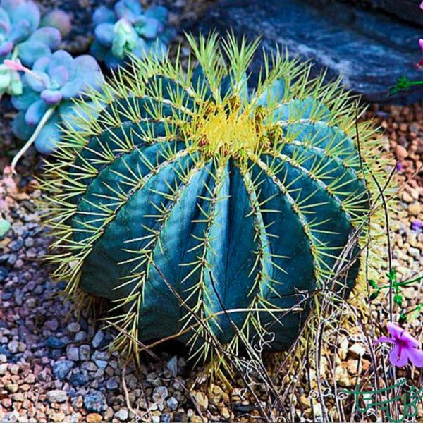 بشکه آبی Blue Barrel Cactus (Ferocactus Glaucescens)