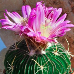 مغزی Brain Cactus ( Stenocactus Multicostatus)