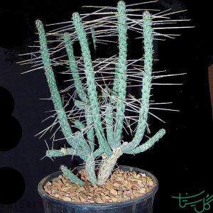 چویا Branched Pencil Cholla ( Cylindropuntia Ramosissima)