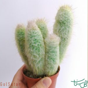 کابیگا / آستروسفالسروس دیبوسکی Cabega (Austrocephalocereus dybowskii)