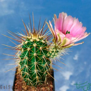 خارپشت توت‌فرنگی (ااکینوسرئوس انگلمانی) Calico Cactus (Echinocereus Engelmannii)