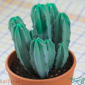 کندلابرا Candelabra Cactus (Myrtillocactus Cochal)