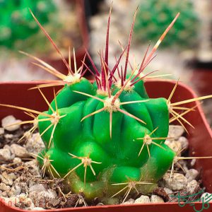 فروکاکتوس بشکه‌ آبنباتی Candy Barrel Cactus (Ferocactus Wislizenii)
