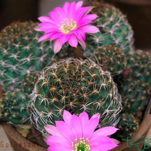 کارماین کوب Carmine Cob (Echinopsis Backebergii)