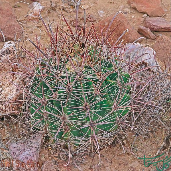 پنجه گربه‌ Cat’s Claw (Ancistrocactus uncinatus)