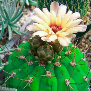 چانه / ژیمنوکالیسیم Chin Cactus (Gymnocalycium Gibbosum)