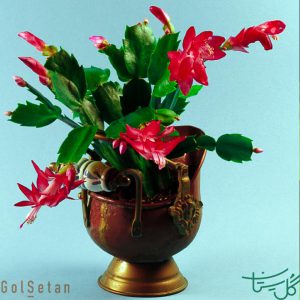 کریسمس Christmas Cactus (Schlumbergera Truncata)