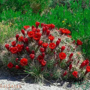 جام شاه Claret Cup Cactus (Echinocereus Triglochidiatus)