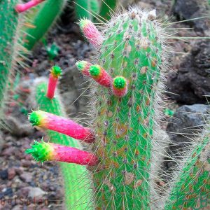 کلیستو Cleistocactus (Cleistocactus smaragdiflorus)